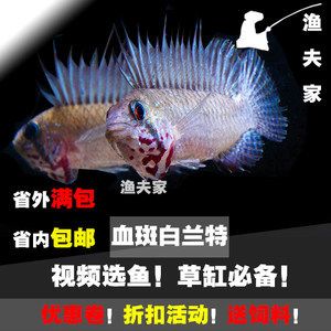 龙鱼的特点和生活特征 水族问答 第2张