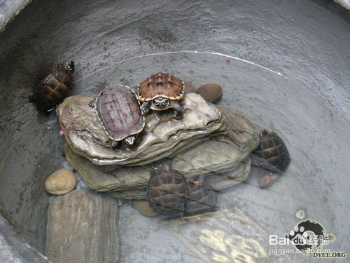 龙鱼食物卡住了怎么办vs祥龙鱼场：龙鱼食物卡住怎么办 vs祥龙鱼场 第5张