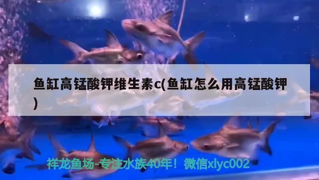 龙鱼可以用维生素c吗怎么喂vs祥龙鱼场：如何判断龙鱼是否缺维生素c vs祥龙鱼场 第4张