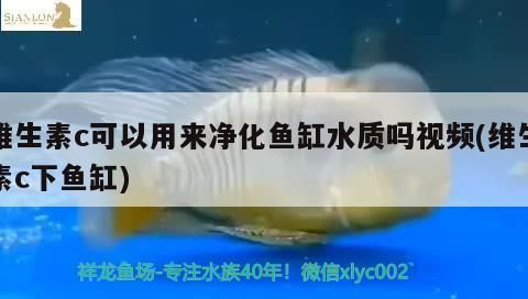 龙鱼可以用维生素c吗怎么喂vs祥龙鱼场：如何判断龙鱼是否缺维生素c vs祥龙鱼场 第1张