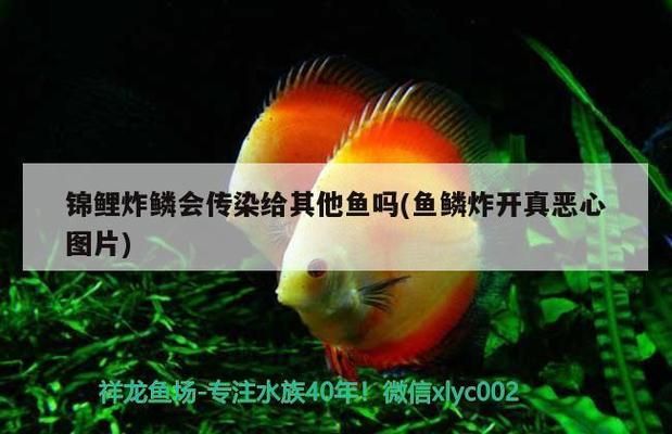 龙鱼寄生虫剑虫怎么消灭的呢vs祥龙鱼场：龙鱼寄生虫剑虫清除需要专业的技巧和适当的工具 vs祥龙鱼场 第4张