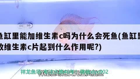 龙鱼可以用维生素c吗为什么vs祥龙鱼场：龙鱼可以使用维生素c吗 vs祥龙鱼场 第1张