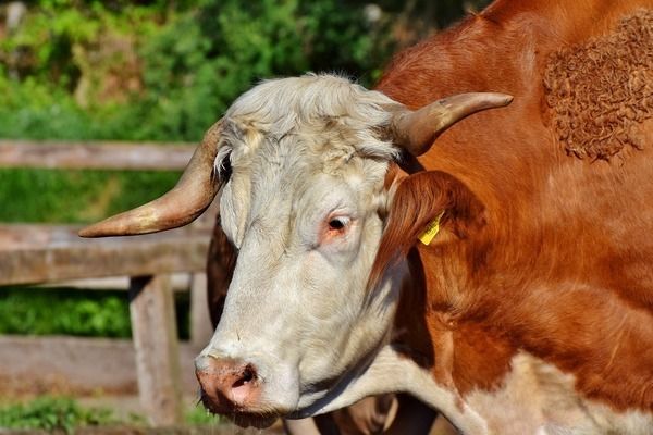 六角恐龙鱼适合的水温：六角恐龙鱼最佳生长水温 龙鱼百科 第2张