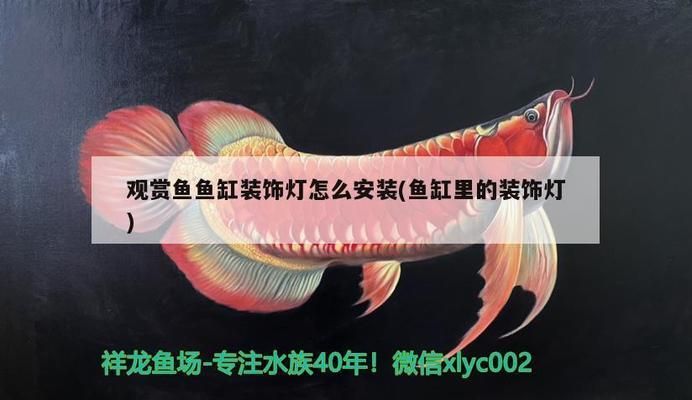 龙鱼鳞片有褐色的斑点vs祥龙鱼场：如何鉴别龙鱼品种祥龙鱼场的信誉评价 vs祥龙鱼场 第3张