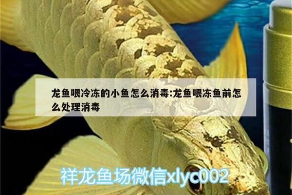 龙鱼食怎么消毒vs祥龙鱼场：祥龙鱼场口碑评价龙鱼专用消毒方法龙鱼专用消毒方法 vs祥龙鱼场 第4张