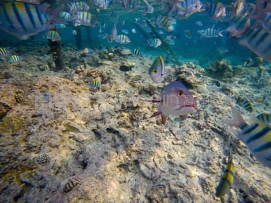 龙鱼浮出水面怎么回事：龙鱼浮出水面的原因及解决方法 龙鱼百科 第4张