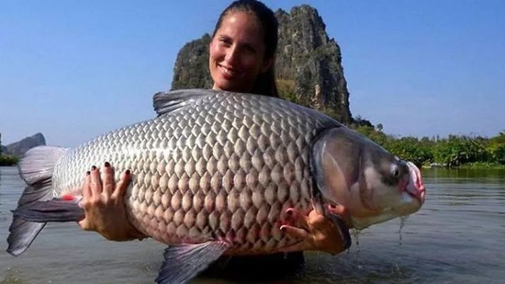 龙鱼的形状像：关于龙鱼的一些小知识 水族问答 第2张