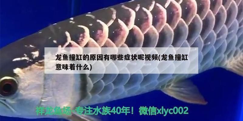 龙鱼拼命撞缸会死吗vs祥龙鱼场：龙鱼拼命撞缸会死吗 vs祥龙鱼场 第5张