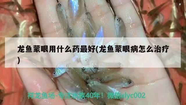 龙鱼蒙眼用什么药治疗：龙鱼蒙眼病因分析 龙鱼百科 第2张