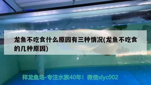 龙鱼长期不吃食怎么办：龙鱼长期不吃食的原因及其对水质、龙鱼健康的影响 龙鱼百科 第3张