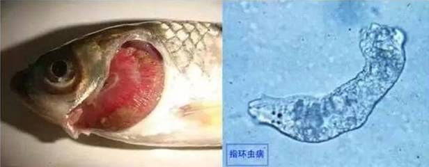 龙鱼鱼鳃寄生虫：如何预防和治疗龙鱼鱼鳃寄生虫 龙鱼百科 第2张