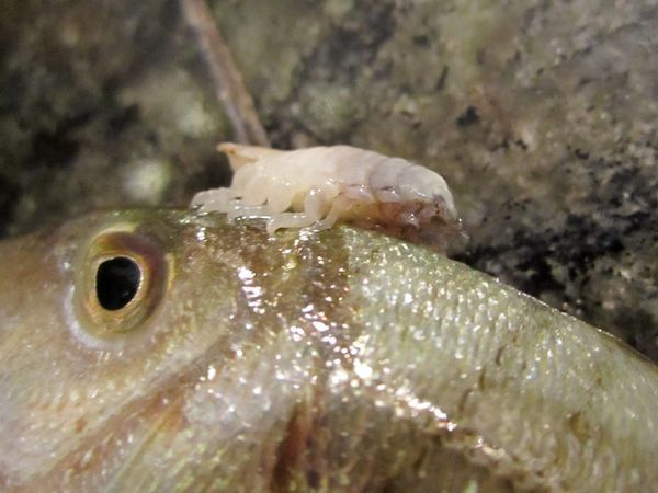 龙鱼鱼鳃寄生虫：如何预防和治疗龙鱼鱼鳃寄生虫 龙鱼百科 第3张