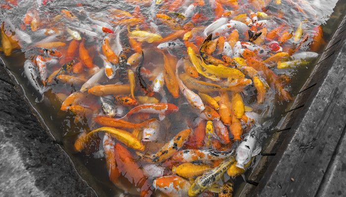 龙凤锦鲤最佳饲养环境：龙凤锦鲤适宜水温范围 龙鱼百科 第3张