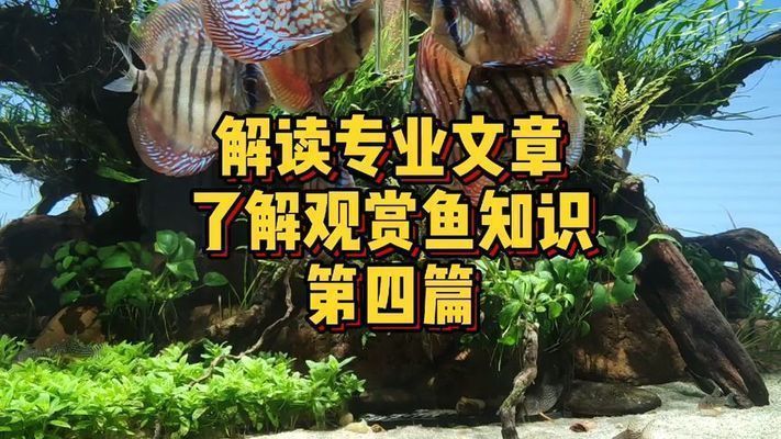 龙鱼食量减少vs祥龙鱼场：如何判断龙鱼是否生病 vs祥龙鱼场 第2张