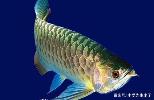 龙鱼的养护和管理方法：龙鱼养护和管理方法 水族问答 第2张