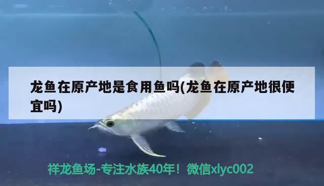 龙鱼食用鱼vs祥龙鱼场：如何辨别龙鱼食用鱼与祥龙鱼场特色介绍 vs祥龙鱼场 第3张