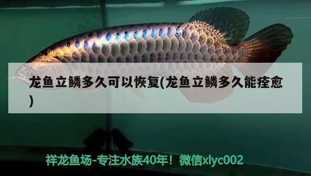 龙鱼立鳞恢复后多久喂食vs祥龙鱼场：第28届中国国际宠物水族展览会祥龙鱼立鳞病因分析 vs祥龙鱼场 第7张