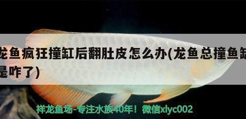 龙鱼为什么撞鱼缸vs祥龙鱼场：如何防止龙鱼撞缸 vs祥龙鱼场 第5张