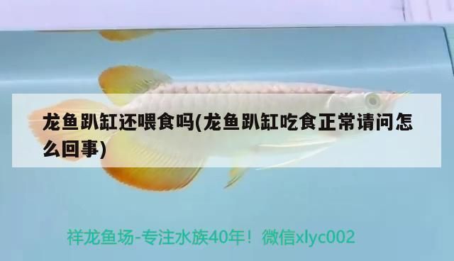 龙鱼趴缸吃食正常请问怎么回事vs祥龙鱼场：祥龙鱼场龙鱼趴缸的饮食调整如何预防龙鱼趴缸现象 vs祥龙鱼场 第1张