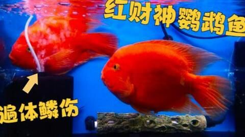 龙鱼的养殖条件有哪些要求：关于龙鱼饲养的问题 水族问答 第2张