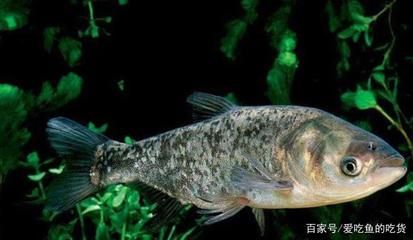 龙鱼的英文名叫什么好听点：“dragonfish”英文名字怎么说 水族问答 第2张