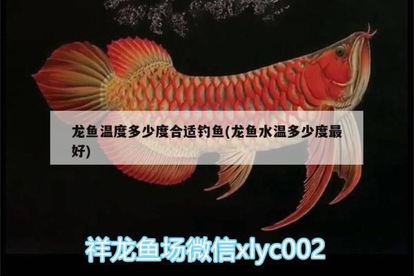 龙鱼水温35度有危险吗vs祥龙鱼场：35度水温对龙鱼生存的可能影响龙鱼生存的可能影响 vs祥龙鱼场 第3张