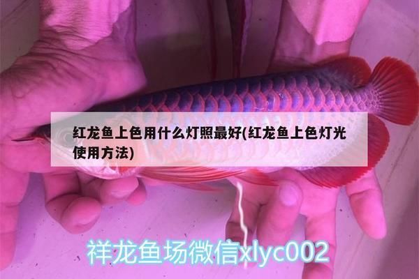 龙鱼上色用什么灯光好：龙鱼上色时，选择适当的灯光是关键