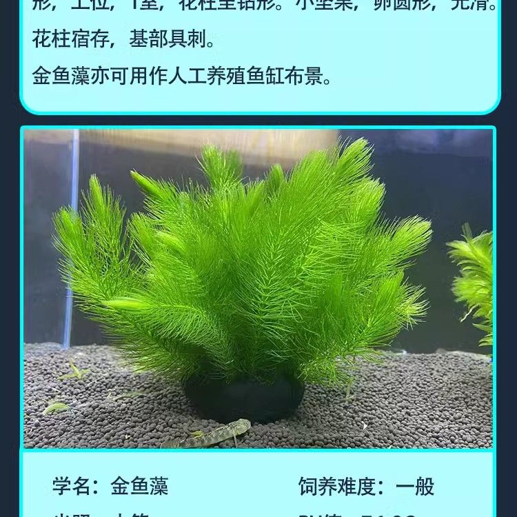 龙鱼的英文名字怎么写：英文中龙鱼的常见称呼,whatistheenglishnamefordragonfish 水族问答