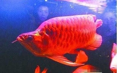 龙鱼的英语怎么说：英语中的“龙鱼”英语 水族问答 第2张