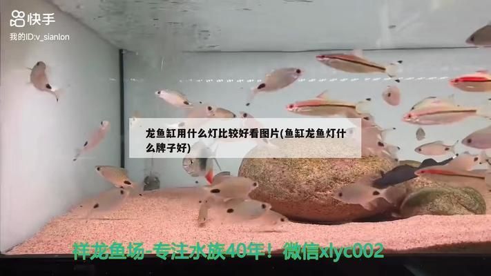 龙鱼灯什么颜色好看又漂亮图片：金龙鱼灯光选择指南 龙鱼百科 第5张