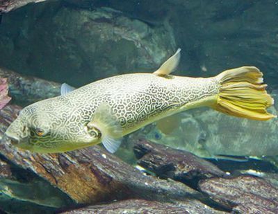 龙鱼的鱼缸多大容量：龙鱼的饲养管理 水族问答 第2张