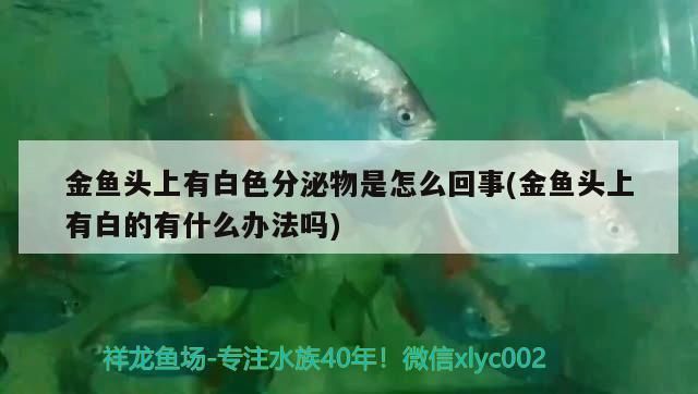 龙鱼蜕皮了是怎么回事vs祥龙鱼场：祥龙鱼场的龙鱼品种介绍 vs祥龙鱼场 第2张