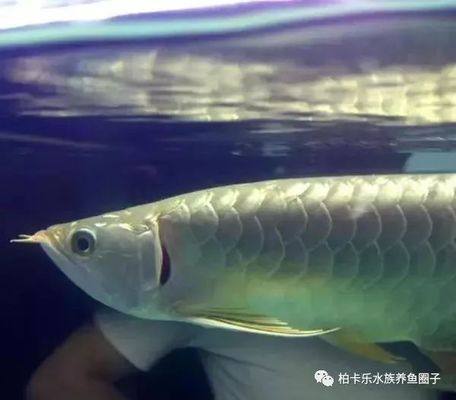 龙鱼的原产地是哪里：关于龙鱼的疑问句 水族问答 第2张