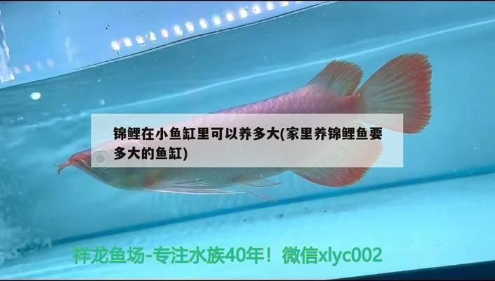 龙鱼能吃锦鲤的鱼粮吗怎么喂：龙鱼可以吃锦鲤的鱼粮吗？ 龙鱼百科 第4张