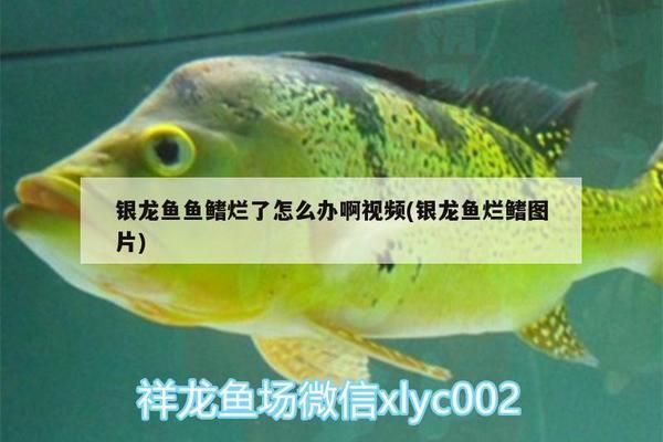 龙鱼鳍烂了能自愈吗怎么治vs祥龙鱼场：治疗龙鱼鳍烂基于一般的鱼类处理 vs祥龙鱼场 第1张