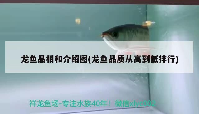 开封龙鱼vs开封水族批发市场vs开封水族馆vs开封鱼缸批发市场vs祥龙鱼场：开封龙鱼、祥龙鱼场、水族批发市场