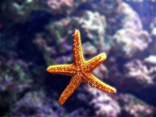 大连龙鱼vs大连水族批发市场vs大连水族馆vs大连鱼缸批发市场vs祥龙鱼场：大连水族批发市场