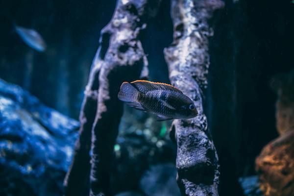 大连龙鱼vs大连水族批发市场vs大连水族馆vs大连鱼缸批发市场vs祥龙鱼场：大连水族批发市场