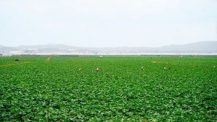 三门峡龙鱼vs三门峡水族批发市场vs三门峡水族馆vs三门峡鱼缸批发市场vs祥龙鱼场：三门峡地区的龙鱼养殖市场 祥龙鱼场各市分站 第5张