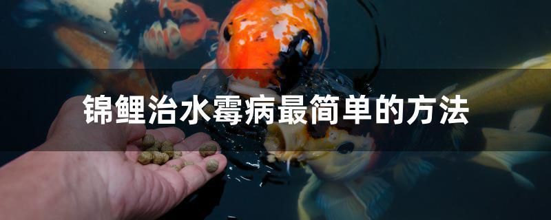 山南龙鱼vs山南水族批发市场vs山南水族馆vs山南鱼缸批发市场vs祥龙鱼场：山南水族批发市场