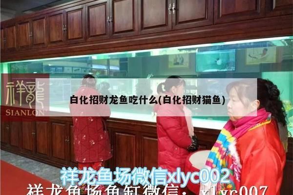 龙鱼的做法：龙鱼的饲养方法 水族问答 第1张