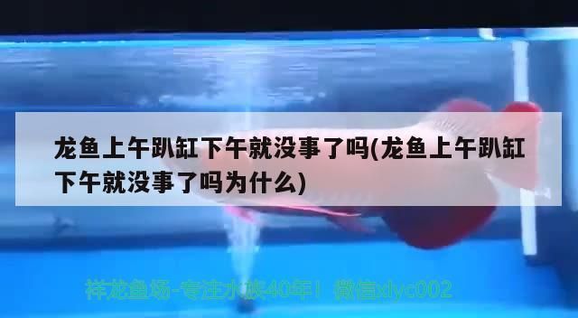 龙鱼趴缸是不是因为水温高了就会死vs祥龙鱼场：如何调节龙鱼养殖水温 vs祥龙鱼场 第3张