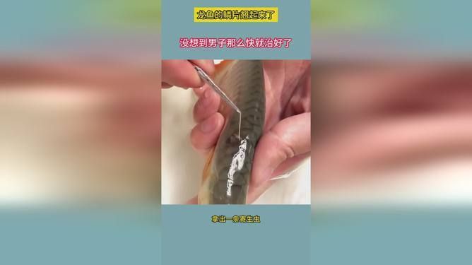 龙鱼鳞片翘边vs祥龙鱼场：龙鱼鳞片翘边的原因