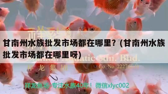 甘南州龙鱼vs甘南州水族批发市场vs甘南州水族馆vs甘南州鱼缸批发市场vs祥龙鱼场：甘南州水族批发市场 祥龙鱼场各市分站 第1张