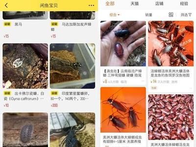 龙鱼灯光选择多少瓦的：如何选择龙鱼灯光 水族问答 第1张