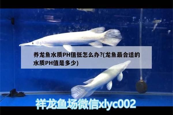 龙鱼水质ph低了怎么办vs祥龙鱼场：龙鱼水质ph值过低怎么办 vs祥龙鱼场 第2张