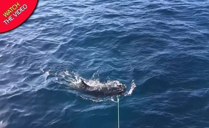 龙鱼灯色温多少合适：关于龙鱼灯的问题 水族问答