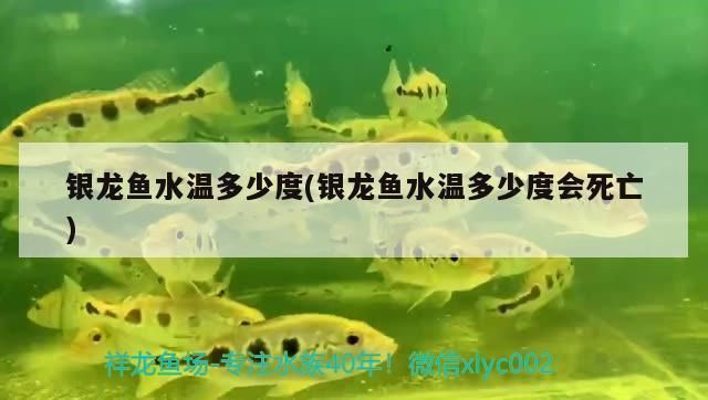 龙鱼水温多少度会死亡vs祥龙鱼场：祥龙鱼场口碑调查龙鱼常见疾病及预防龙鱼饲养注意事项 vs祥龙鱼场 第1张