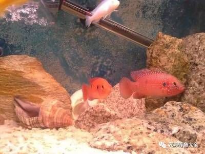 龙鱼灯推荐：关于龙鱼灯的问题 水族问答 第2张