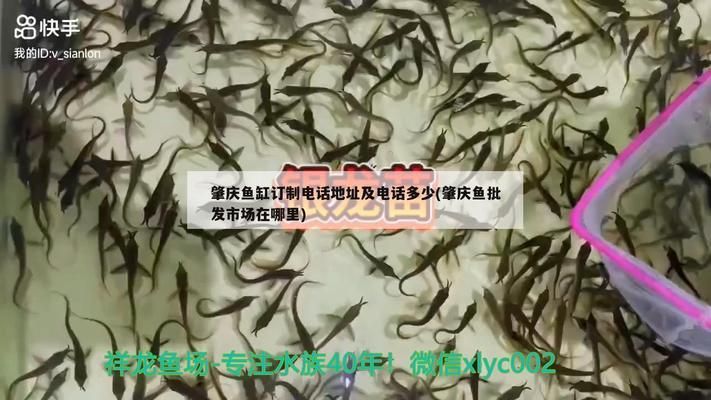 肇庆龙鱼vs肇庆水族批发市场vs肇庆水族馆vs肇庆鱼缸批发市场vs祥龙鱼场：肇庆鱼缸批发市场价格 祥龙鱼场各市分站 第1张